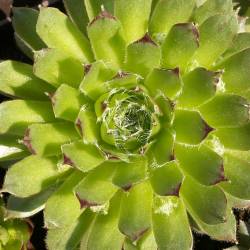 Sempervivum - Dachwurz - Hauswurz